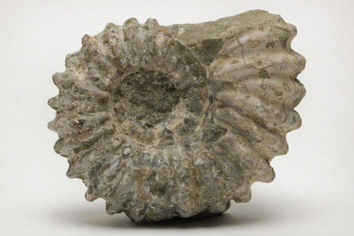 Bumpy Ammonite (Douvilleiceras) Fossil - Madagascar #205032